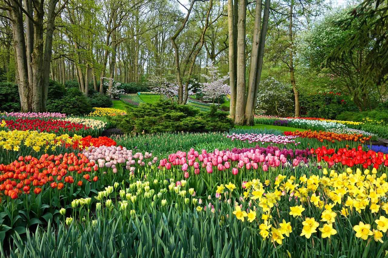 Keukenhof Holland 2025 Besichtigung, Übersicht & Infos