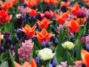 Keukenhof Holland 2026: Eintrittspreise & Online-Tickets keukenhof_Lisse
