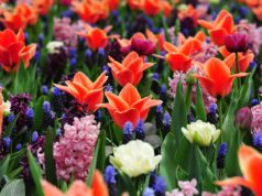 Keukenhof Holland 2026: Eintrittspreise & Online-Tickets keukenhof_Lisse