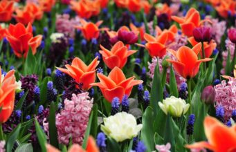 Keukenhof Holland 2026: Eintrittspreise & Online-Tickets keukenhof_Lisse