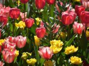 Keukenhof Holland 2026: Besichtigung, Übersicht & Infos