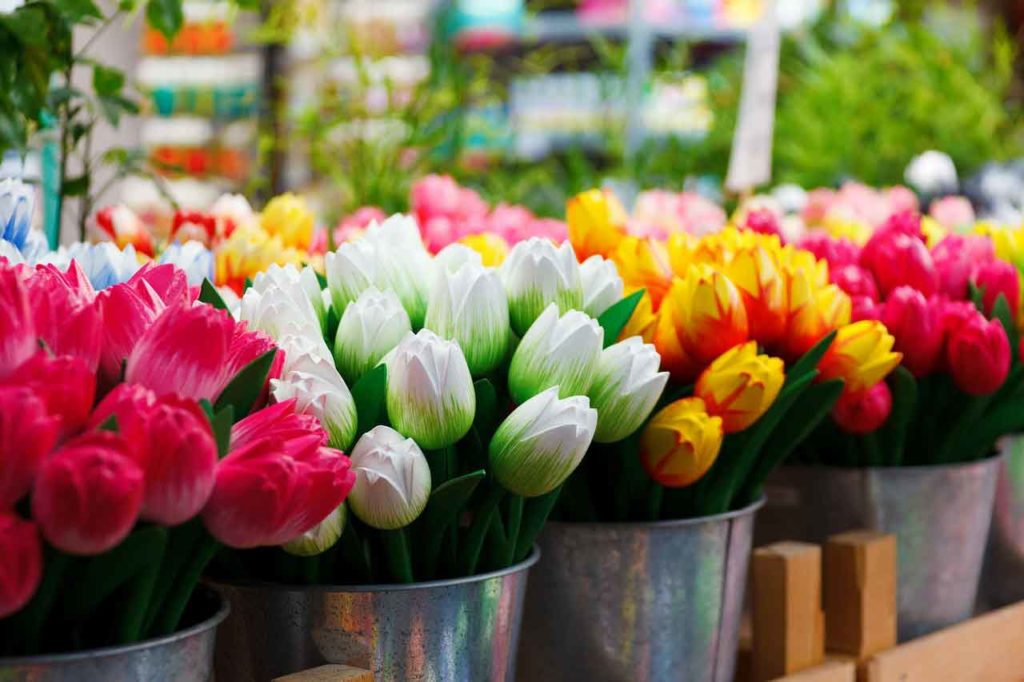 Ein Blumenspektakel - Überall blühen die Tulpen