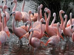 ARTIS Amsterdam Royal Zoo: Eintritt, Öffnungszeiten & Infos